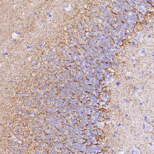 SLC6A1 Recombinant Rabbit mAb (SDT-2424-278)