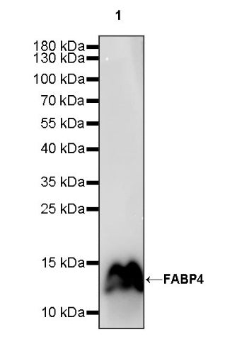 FABP4 Recombinant Rabbit mAb (S-1360-58）