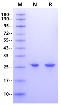 Endoproteinase Glu-C, Mass Spectrometry Grade