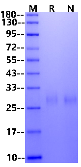 R-Spondin1 Protein, Mouse