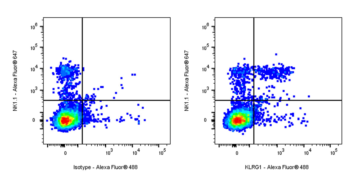 Alexa Fluor® 488 Armenian hamster Anti-Mouse/Human KLRG1 Antibody (2F1)
