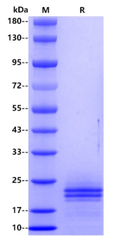 Human IL-6