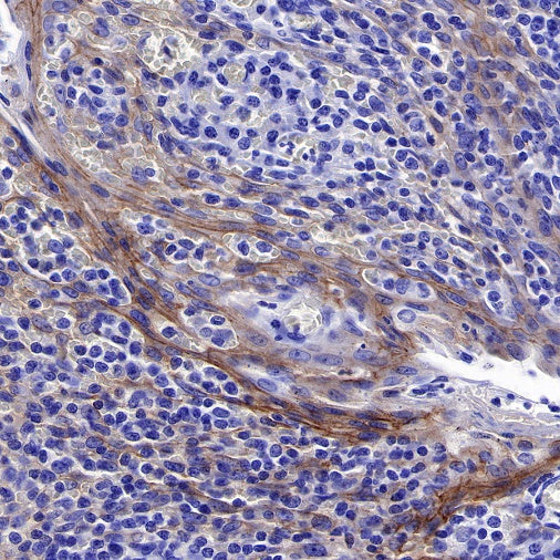 S-RMab® Nectin-4 Recombinant Rabbit mAb (SDT-277-314)