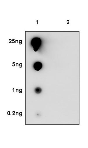 Histone H3 (acetyl K36) Recombinant Rabbit mAb (S-1732-53)