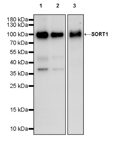 SORT1 Recombinant Rabbit mAb (S-2233-47)
