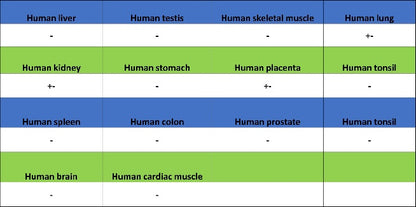 Human folate receptor alpha Recombinant Rabbit mAb (SDT-719-684)