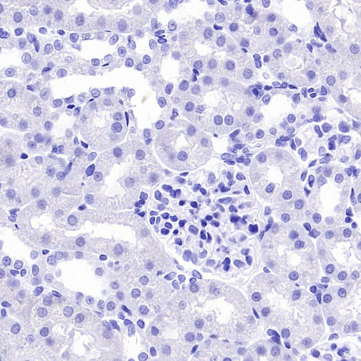 Connexin 43 / GJA1 Rabbit Polyclonal Antibody