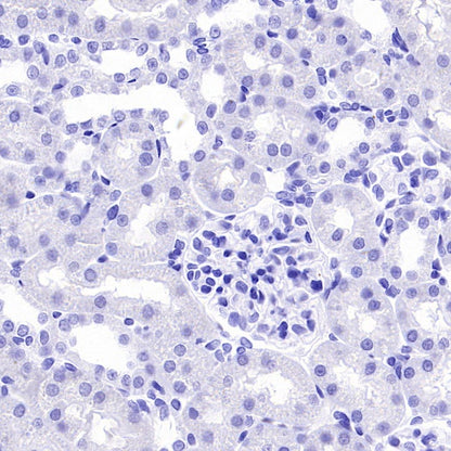 Connexin 43 / GJA1 Rabbit Polyclonal Antibody