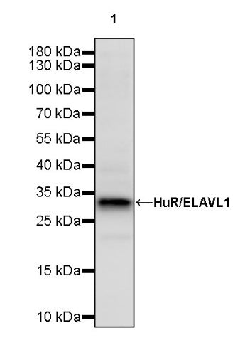 HuR/ELAVL1 Recombinant Rabbit mAb (S-2357-20)
