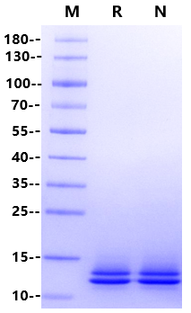 ITPRIPL1/CD3L1 His Tag Protein, Cynomolgus