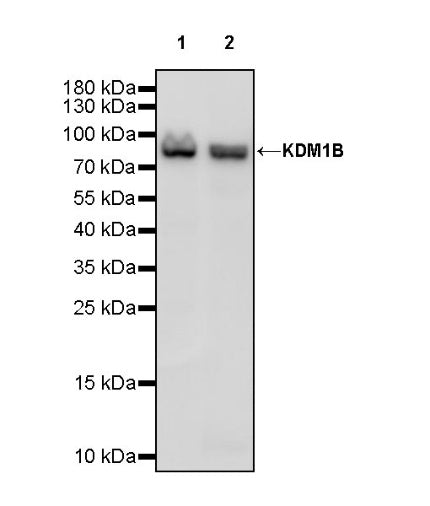 KDM1B Recombinant Rabbit mAb (S-993-8)