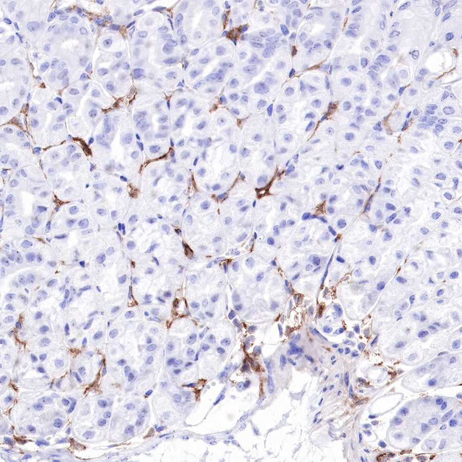 S-RMab® CD16a Recombinant Rabbit mAb,PBS Only (SDT-366-45)