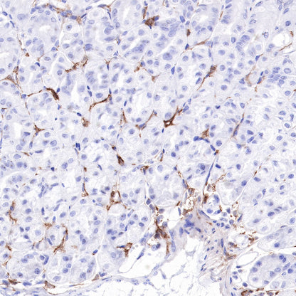 S-RMab® CD16a Recombinant Rabbit mAb,PBS Only (SDT-366-45)