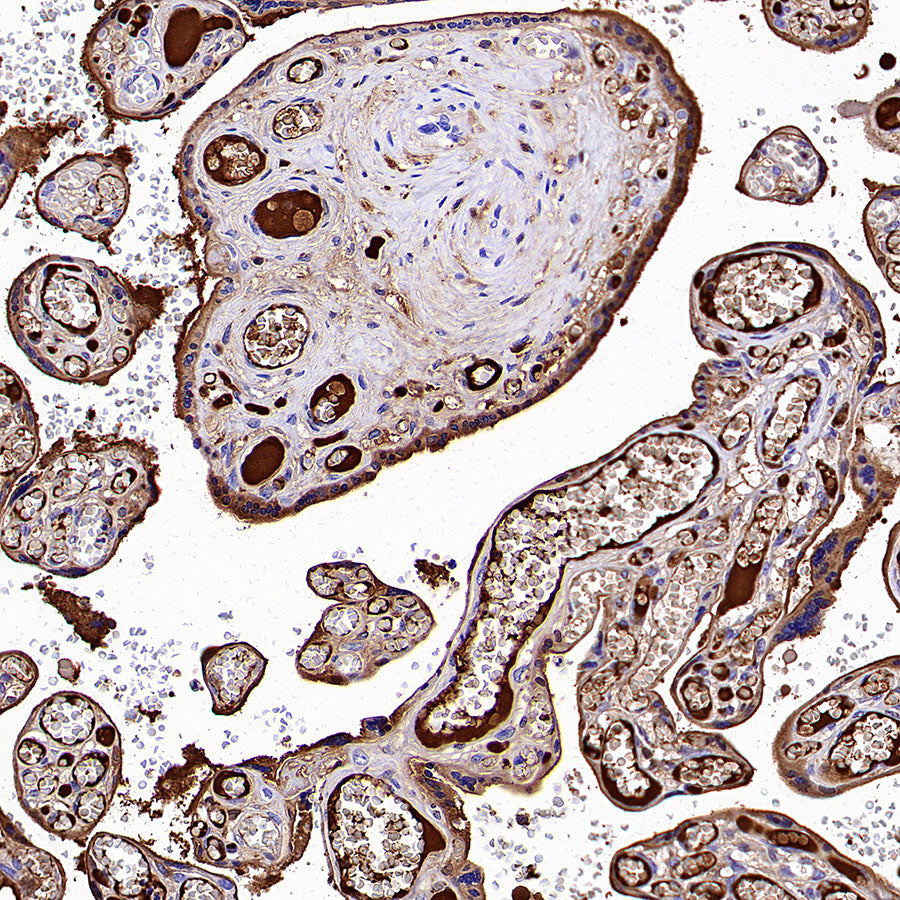 C3 Recombinant Rabbit mAb (S-5146)