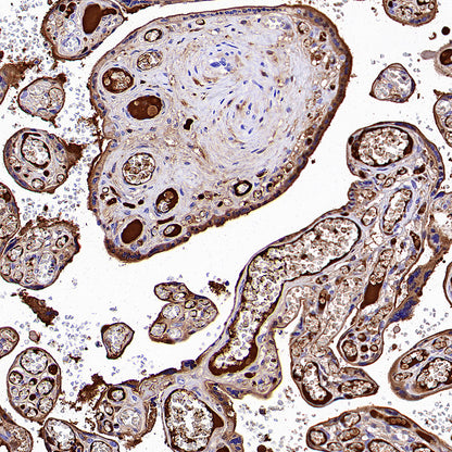 C3 Recombinant Rabbit mAb (S-5146)