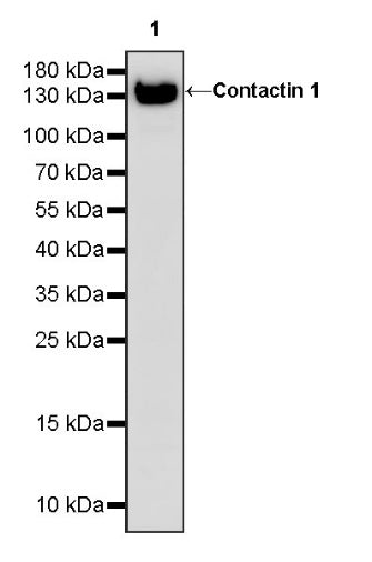 Contactin 1 Rabbit Polyclonal Antibody