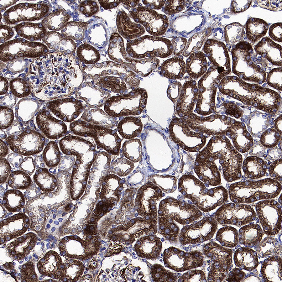 Caspase-12 Recombinant Rabbit mAb