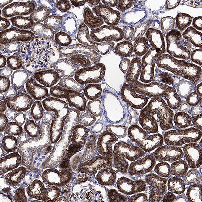 Caspase-12 Recombinant Rabbit mAb