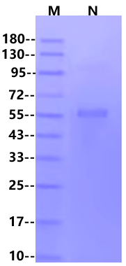 CD27 Ligand/CD70 His&Flag Tag Trimer design Protein, Human