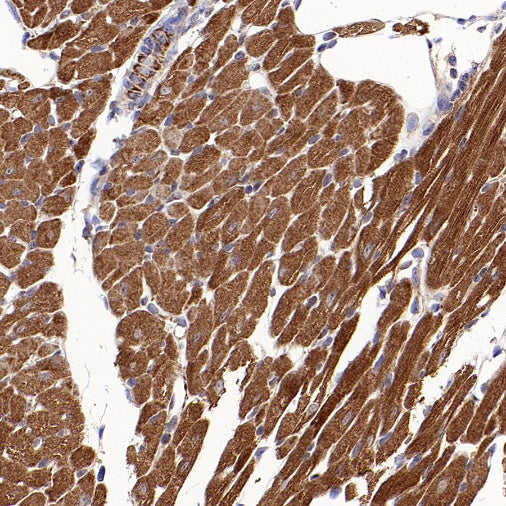 Mitofusin 2 Recombinant Rabbit mAb (S-1783-49)