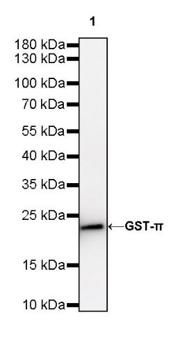 S-RMab® GST-π Recombinant Rabbit mAb (SDT-561-78)