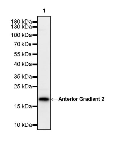 Anterior Gradient 2 Rabbit Polyclonal Antibody