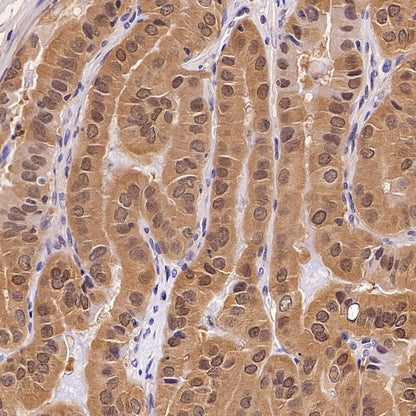 Hint1 Recombinant Rabbit mAb (S-2693-67)