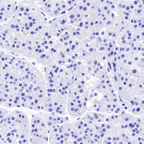 Glucagon Recombinant Rabbit mAb (S-365-17)