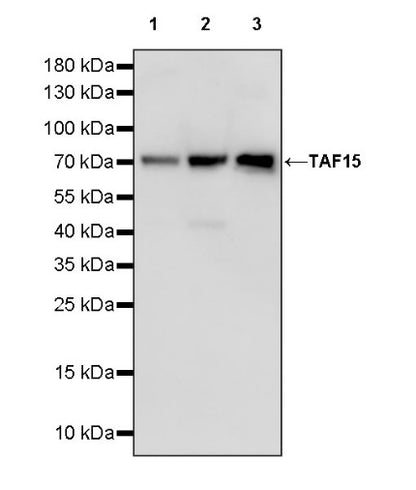 TAF15 Recombinant Rabbit mAb (S-1508-53)