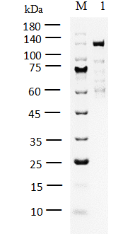TTK Protein