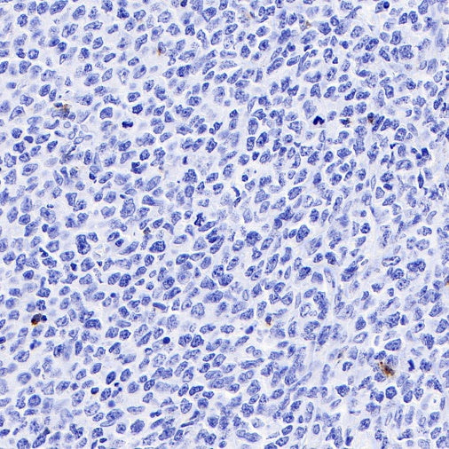 LAG3 Recombinant Rabbit mAb (S-671-74)