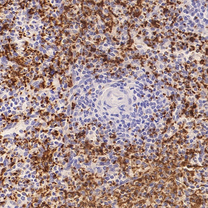 CD42a Recombinant Rabbit mAb (S-2705-46)