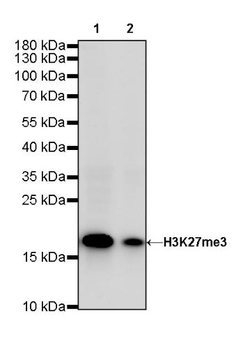 Histone H3 (tri methyl K27) Recombinant Rabbit mAb (SDT-431-118)