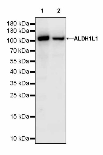 ALDH1L1 Recombinant Rabbit mAb (S-2885-49)