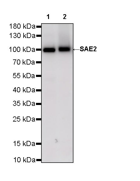 SAE2 Recombinant Rabbit mAb (S-4888-5)
