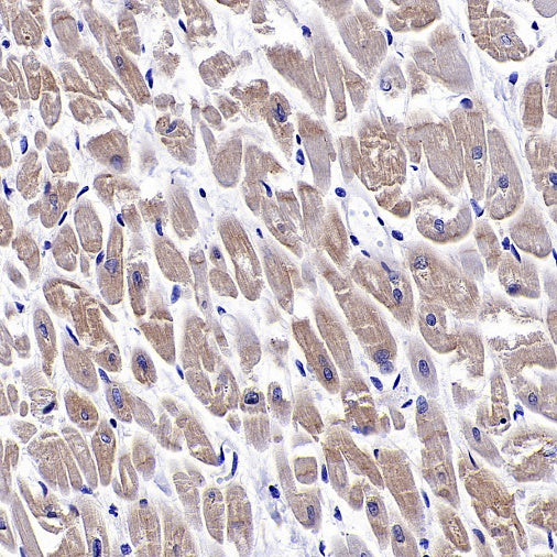 Hamartin/TSC1 Recombinant Rabbit mAb (S-2725-166)