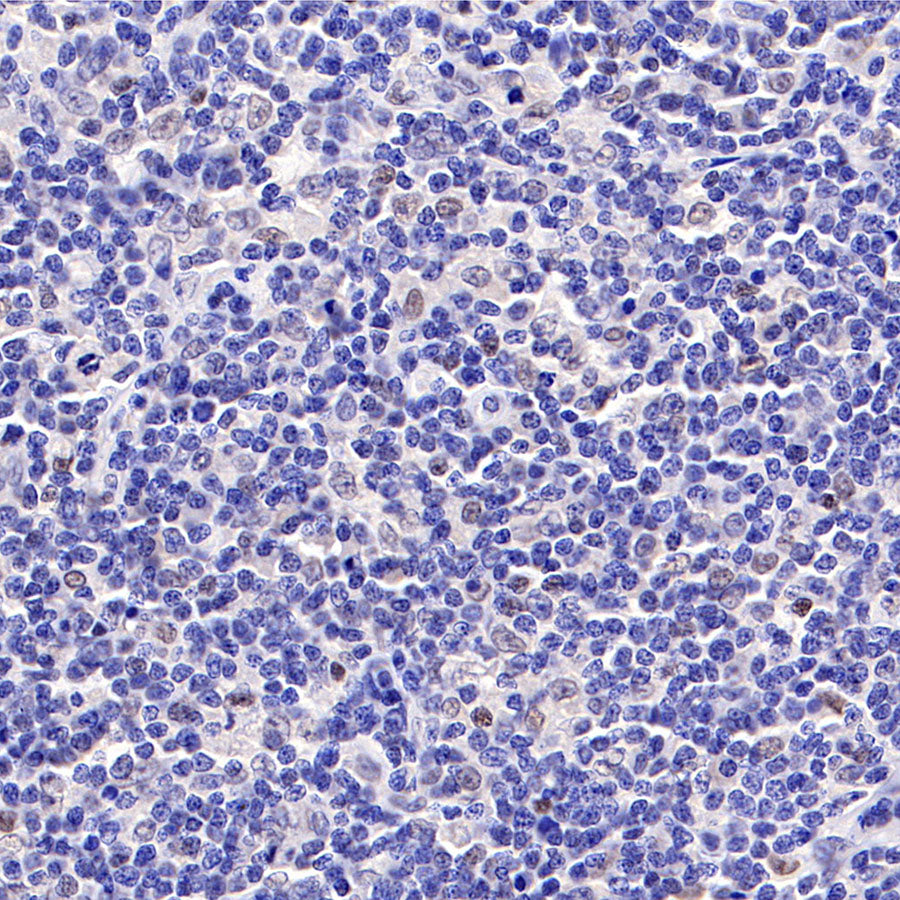 S-RMab® c-Myc Recombinant Rabbit mAb (SDT-R138)