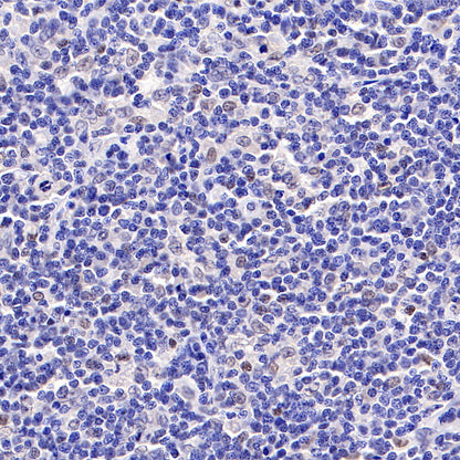 S-RMab® c-Myc Recombinant Rabbit mAb (SDT-R138)