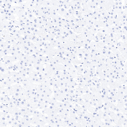 Myoglobin Recombinant Rabbit mAb (SDT-097-10)
