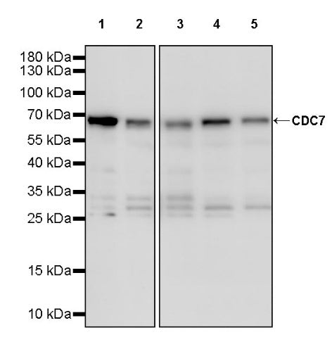 CDC7 Recombinant Rabbit mAb (S-2159-50)