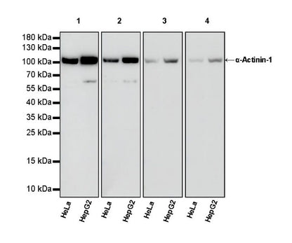 α-Actinin-1 Recombinant Rabbit mAb (HRP Conjugate) (SDT-311-20)