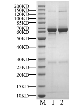 ACVR2B His&GST Tag Protein, Human