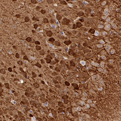NRGN Recombinant Rabbit mAb (S-1624-60)