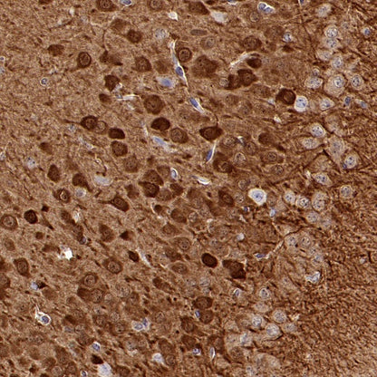 NRGN Recombinant Rabbit mAb (S-1624-60)