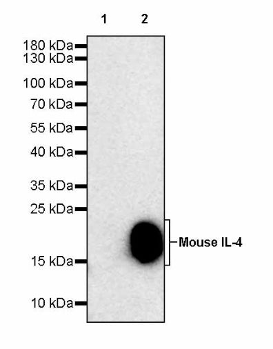 Invivo Anti-Mouse IL-4 Recombinant mAb