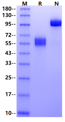 Biotinylated NKG2D/CD314 Avi&Fc Tag Protein, Human