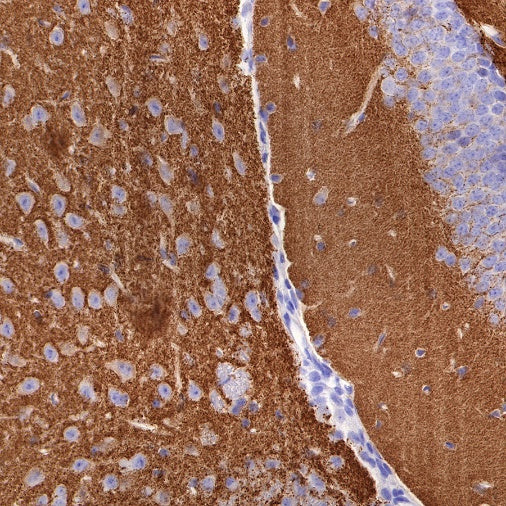 Synapsin-1 Recombinant Rabbit mAb (S-550-7)