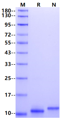 CD9/Tspan-29 His Tag Protein, Human