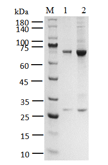 CK2α1/CK2β Protein