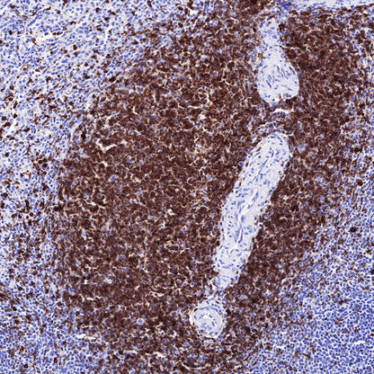 CD7 Recombinant Rabbit mAb,PBS Only (SDT-R165)